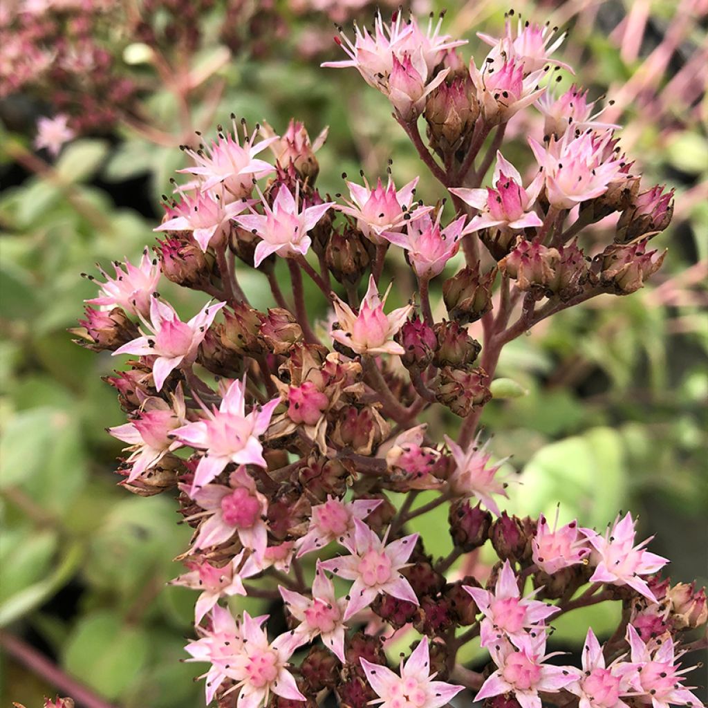 Sedum Matrona - Autumn Stonecrop
