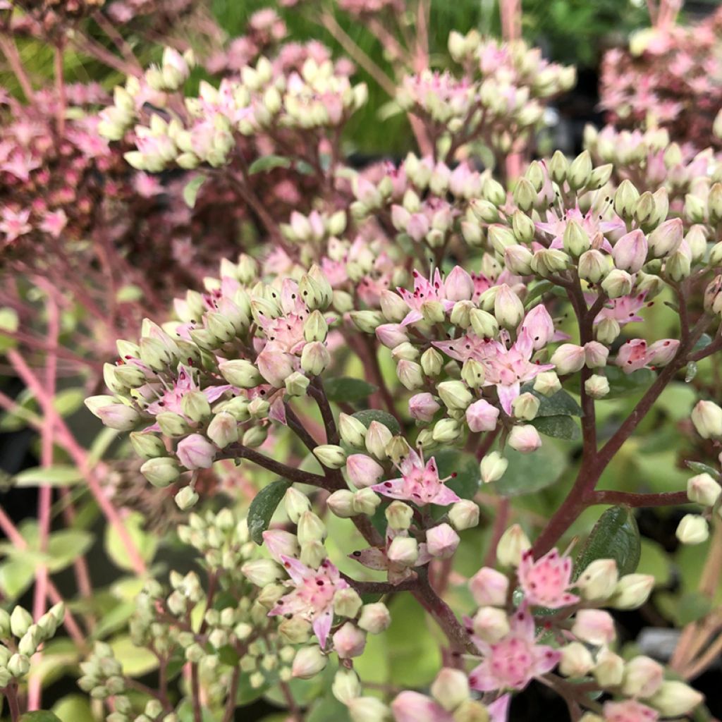 Sedum Matrona - Autumn Stonecrop