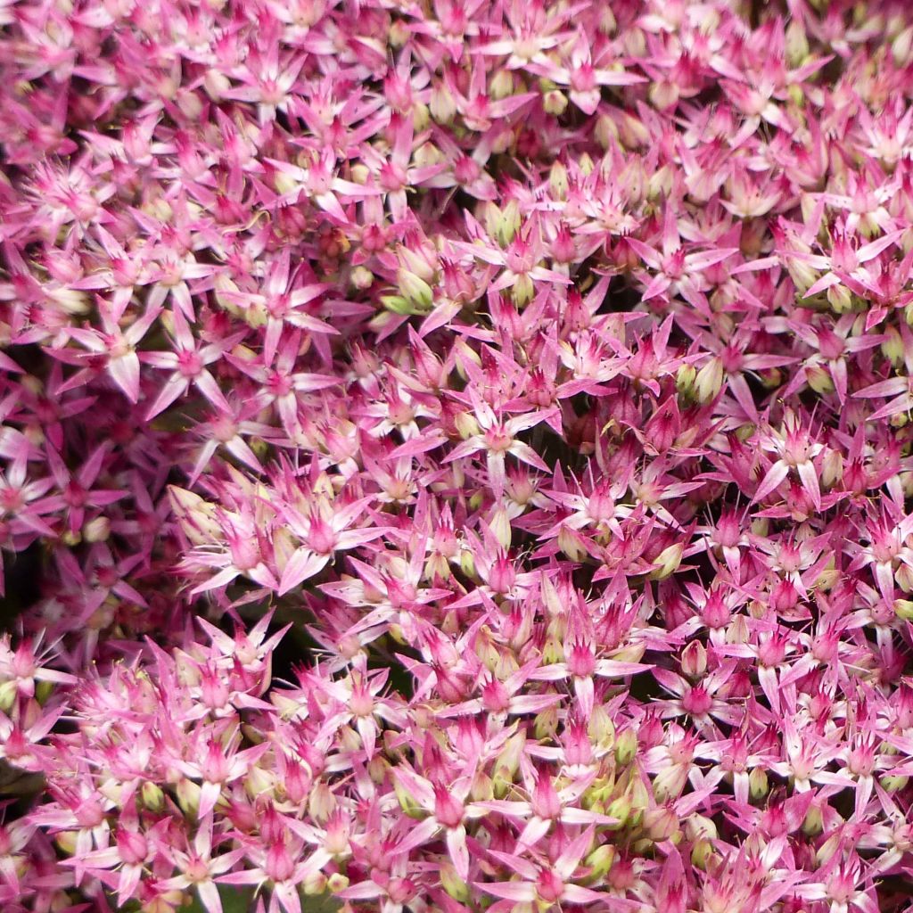 Sedum Mr Goodbud - Autumn Stonecrop