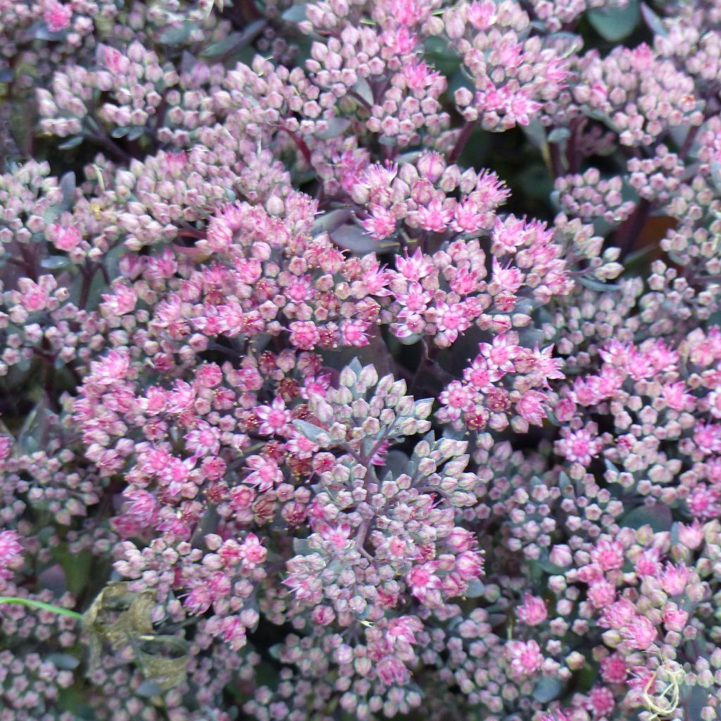 Sedum Sunsparkler Dazzleberry - Stonecrop