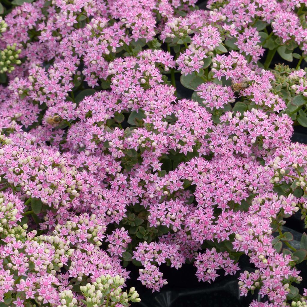 Sedum Sunsparkler Lime Zinger - Stonecrop