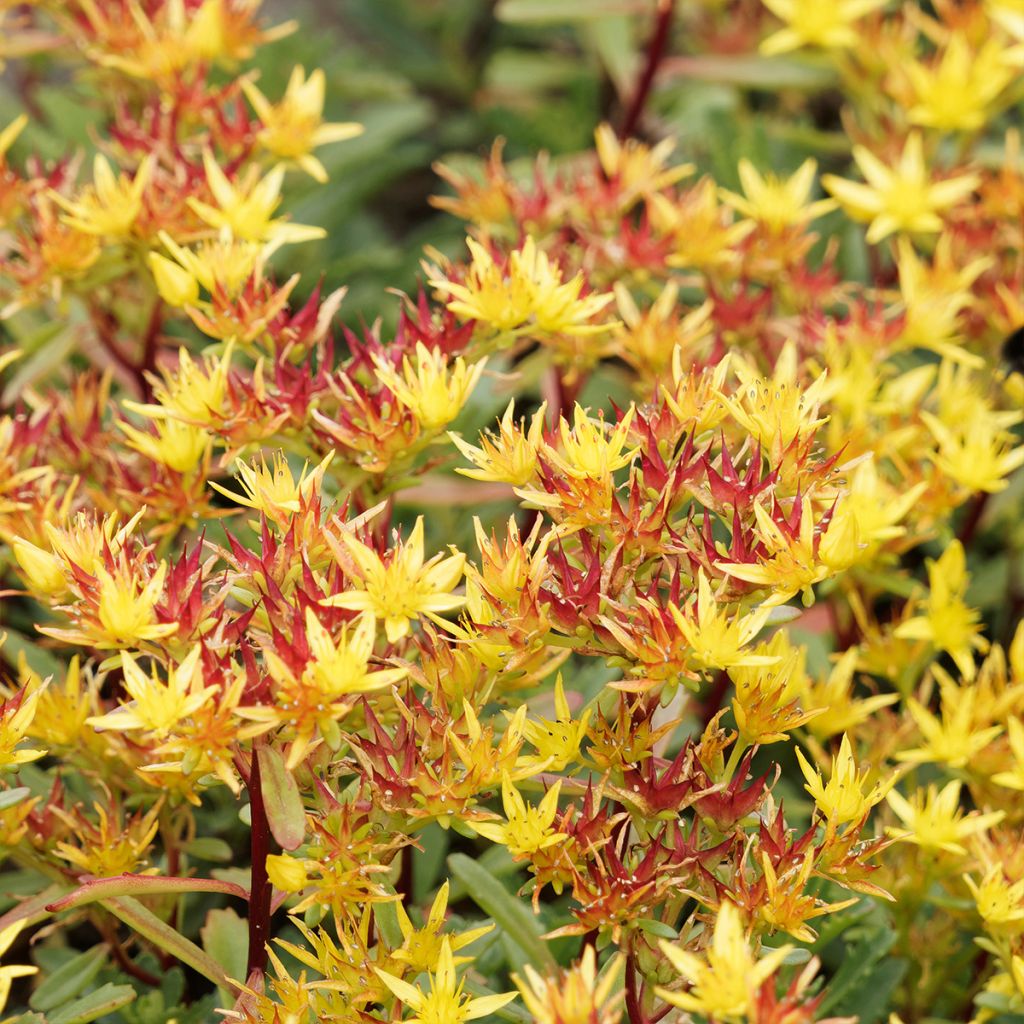 Sedum kamtschaticum Weihenstephaner Gold - Stonecrop
