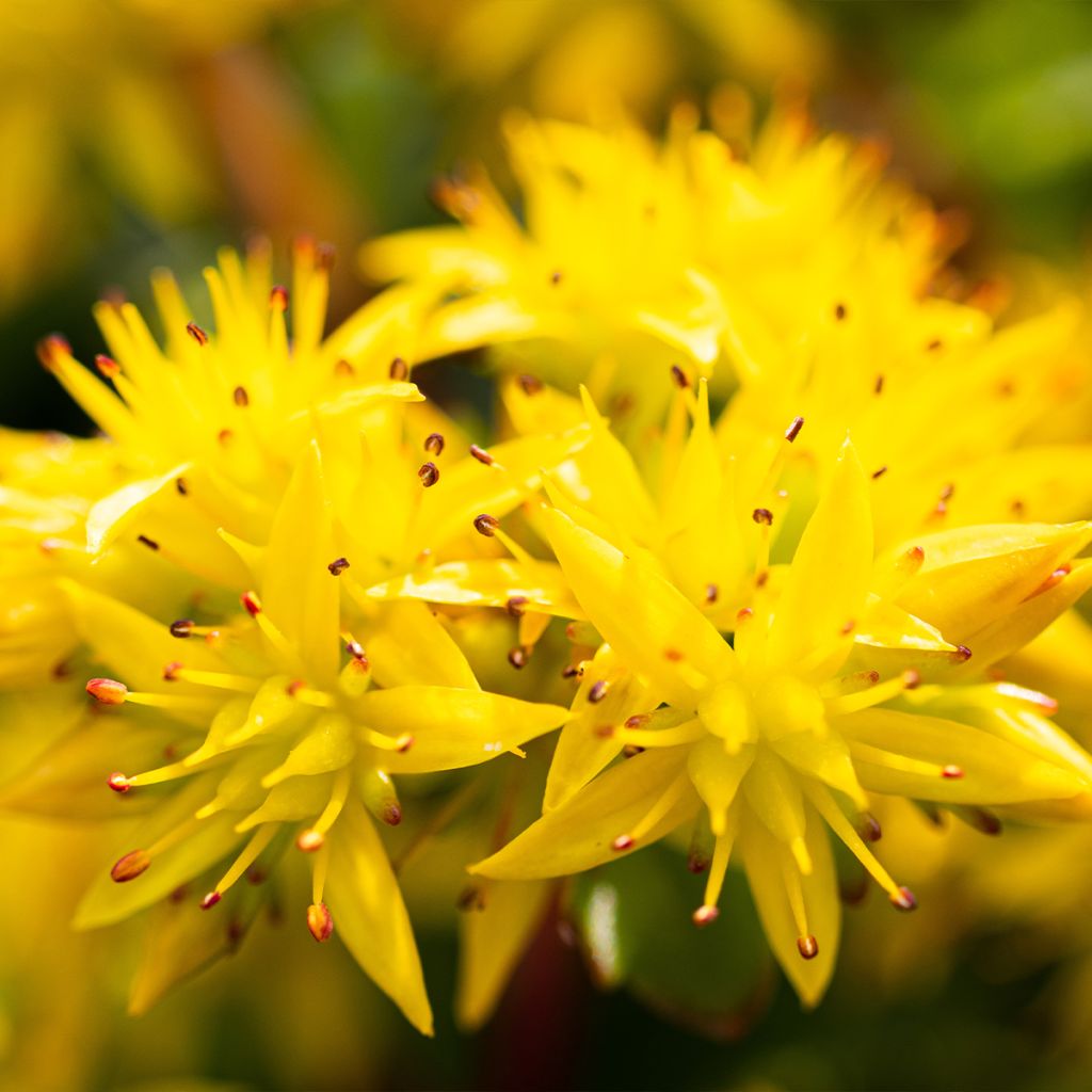 Sedum kamtschaticum Weihenstephaner Gold - Stonecrop