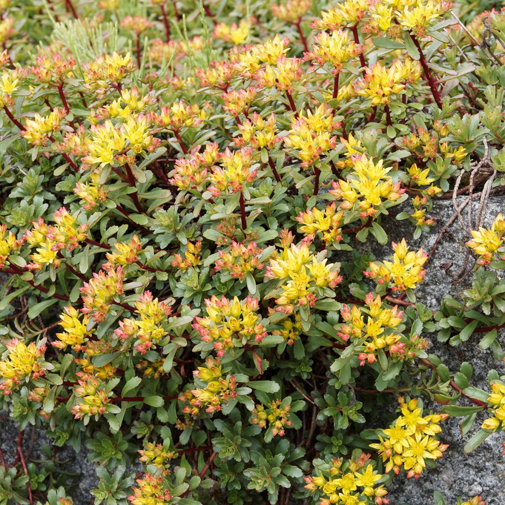 Sedum kamtschaticum Weihenstephaner Gold - Stonecrop