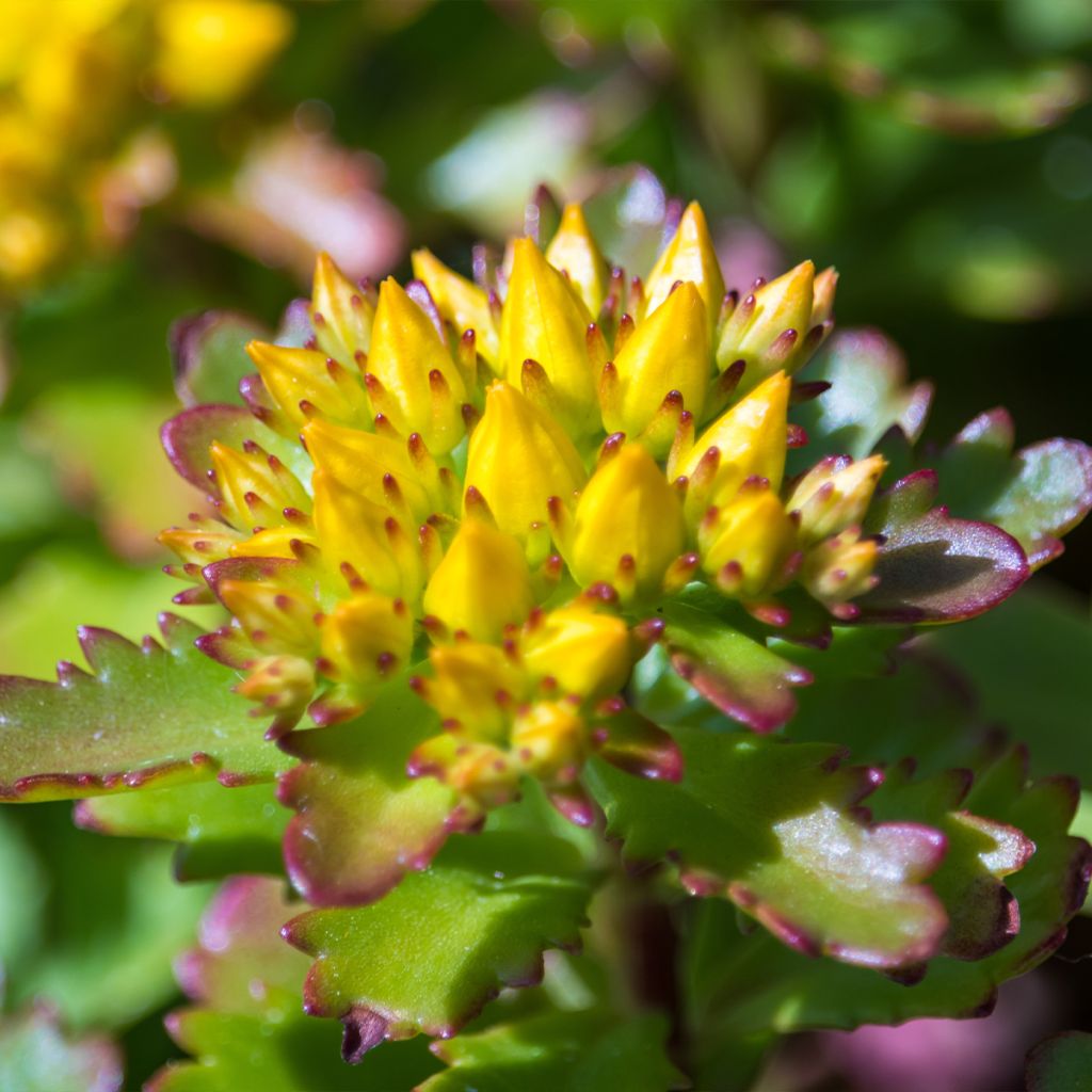 Sedum kamtschaticum Weihenstephaner Gold - Stonecrop