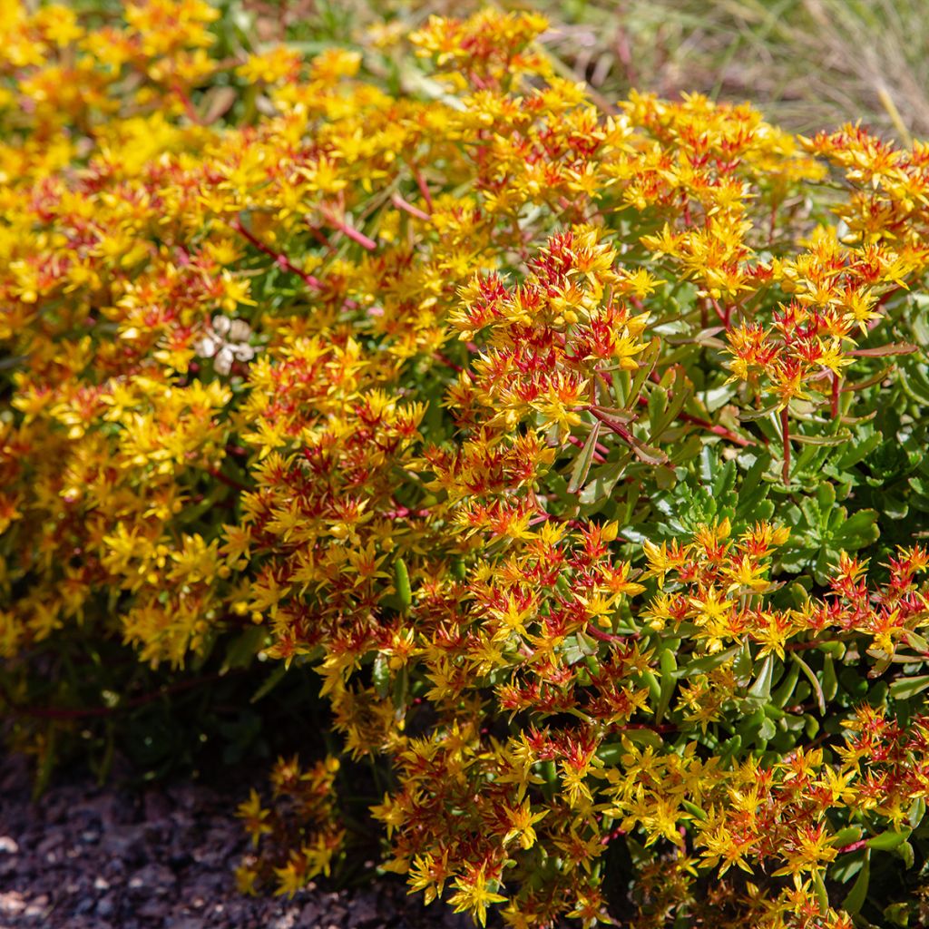 Sedum kamtschaticum Weihenstephaner Gold - Stonecrop