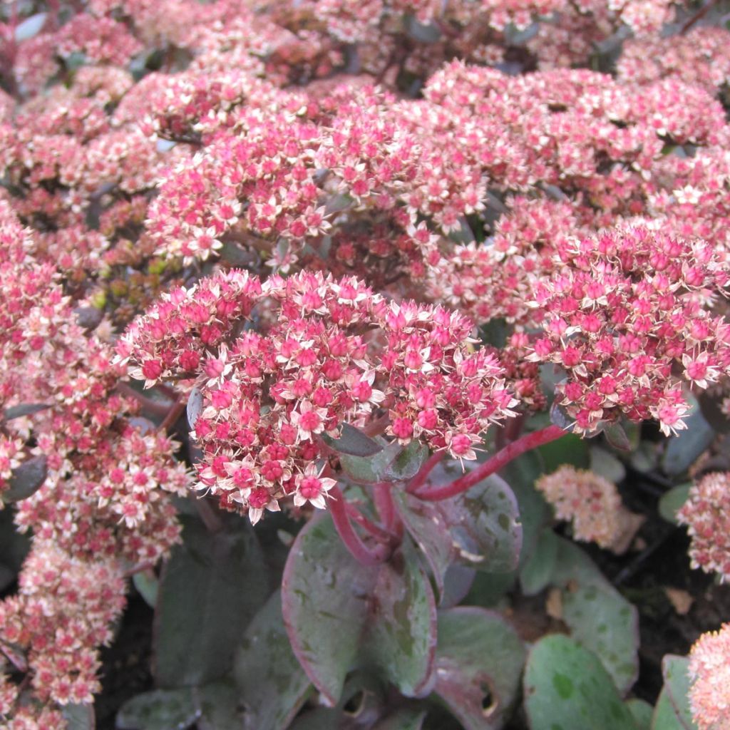 Sedum spectabile Yellow Xenox - Autumn Stonecrop