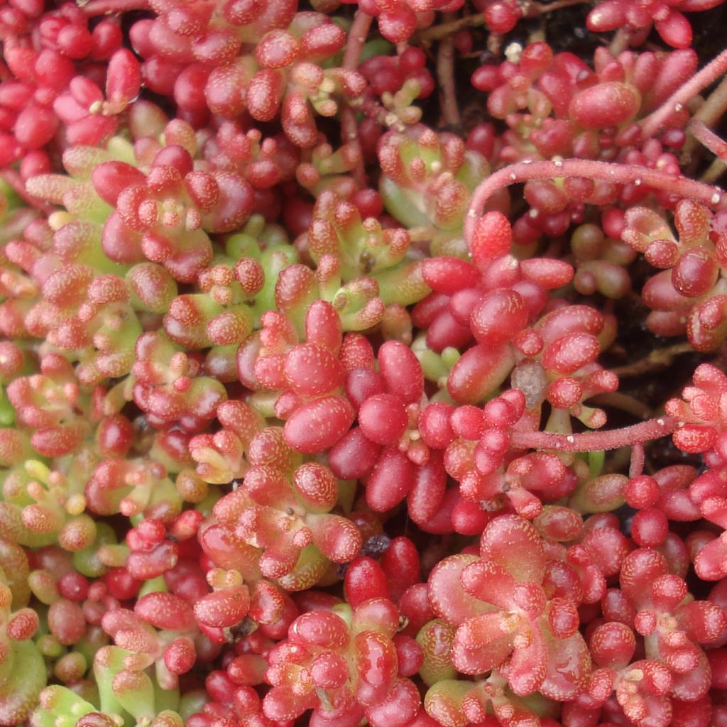 Sedum album Coral Carpet - Stonecrop