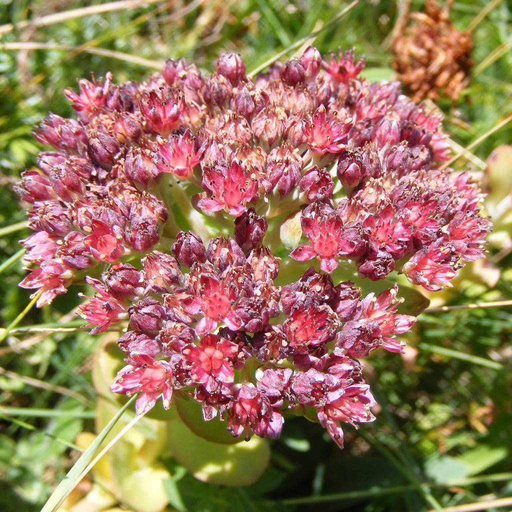 Sedum anacampseros