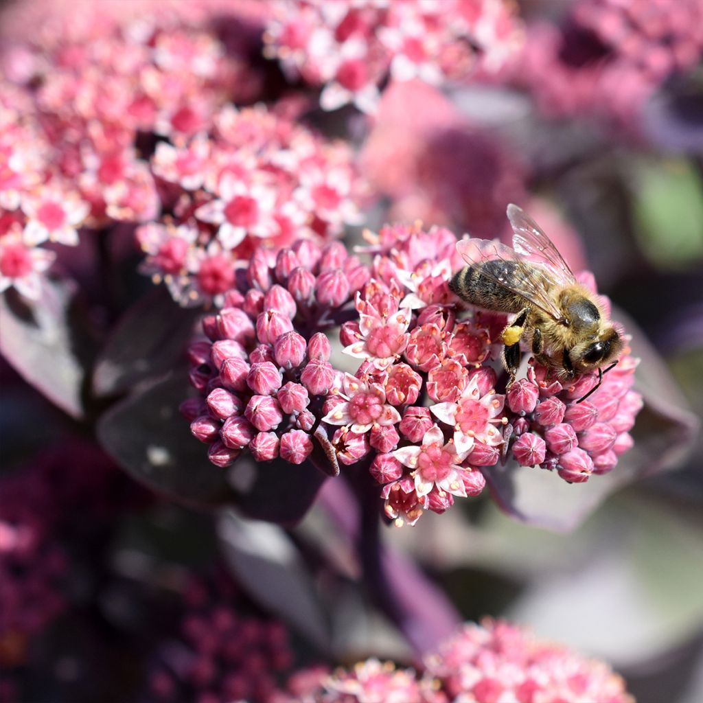 Sedum cauticola Robustum - Stonecrop