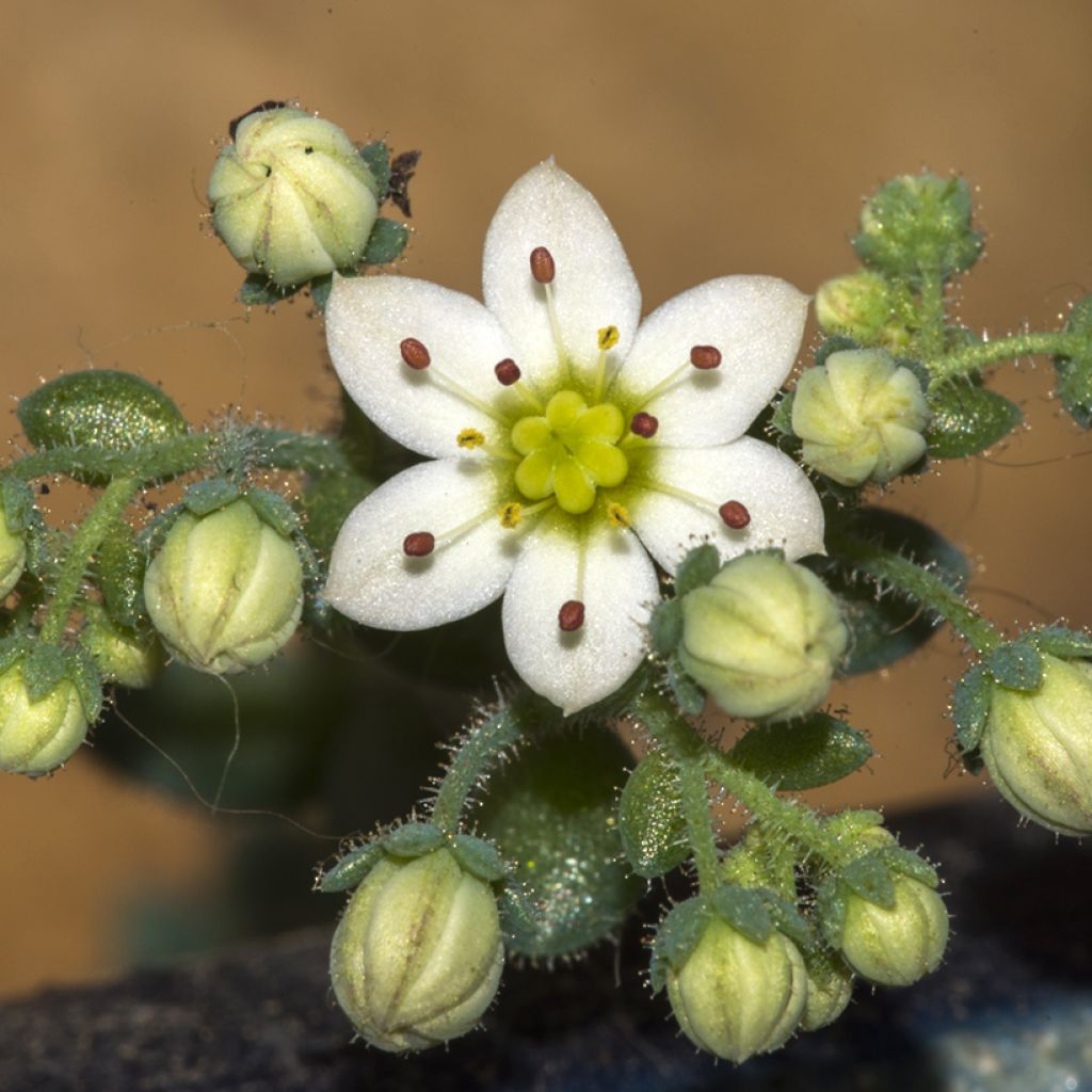 Sedum dasyphyllum - Stonecrop