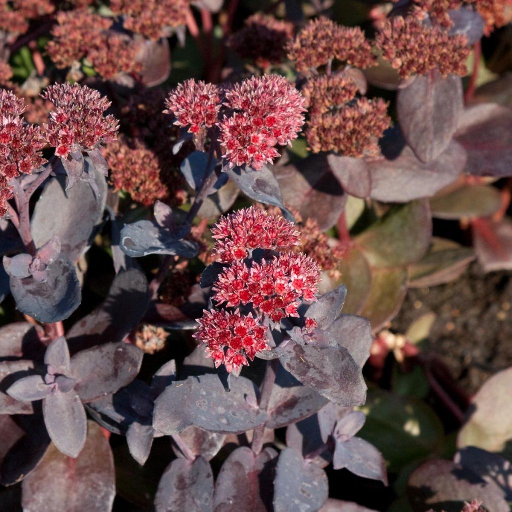 Sedum spectabile Jose Aubergine - Autumn Stonecrop