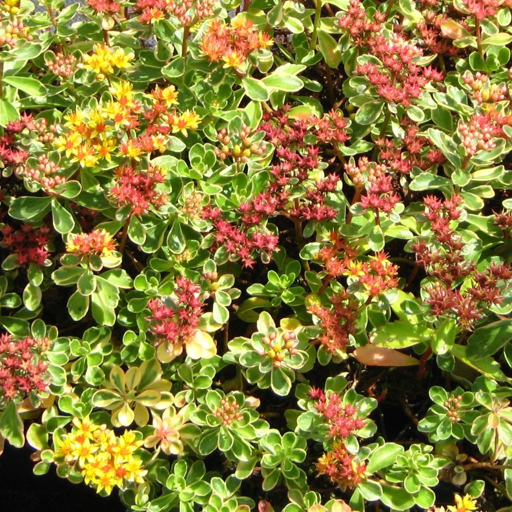 Sedum kamtschaticum - Stonecrop