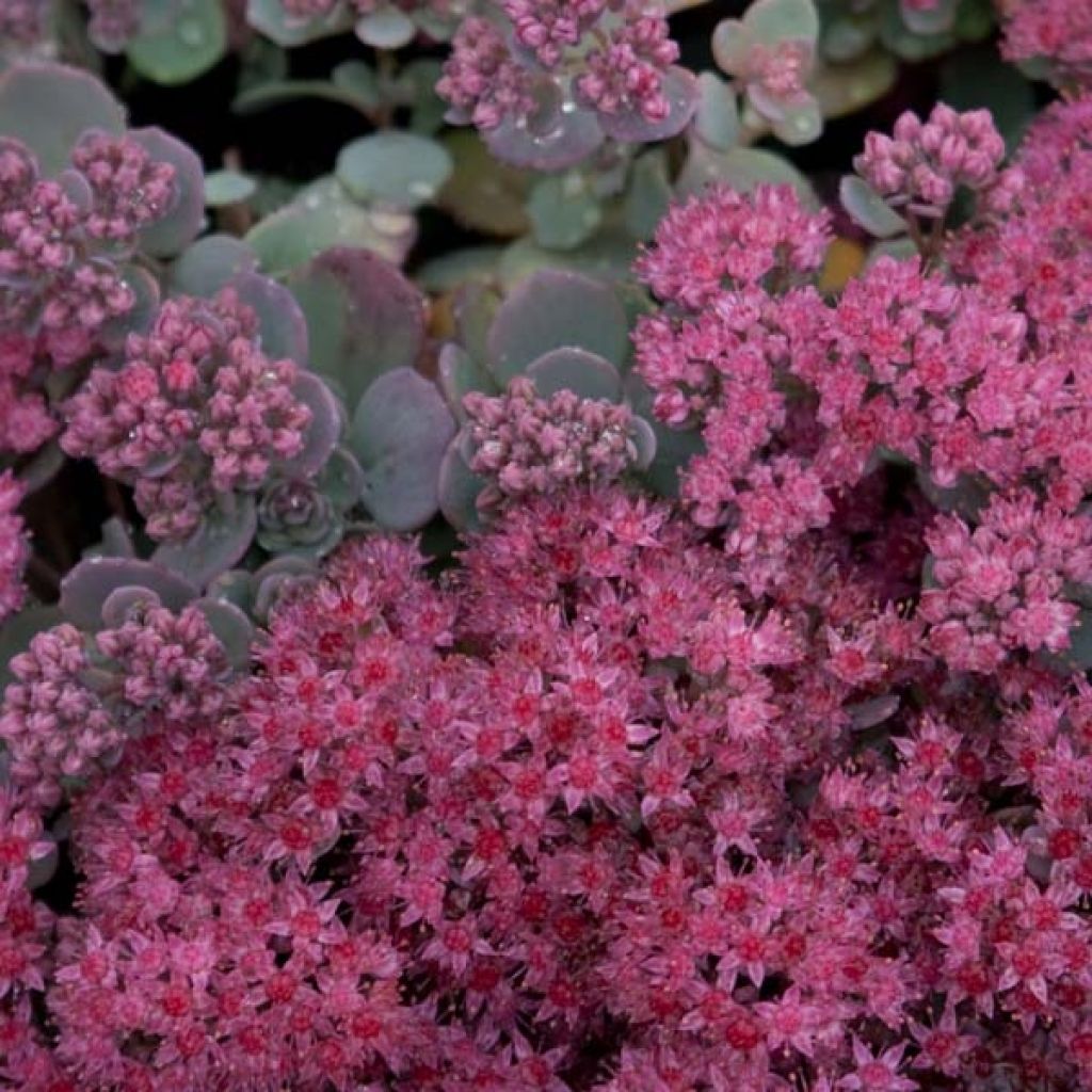 Sedum cauticola Lidakense - Stonecrop