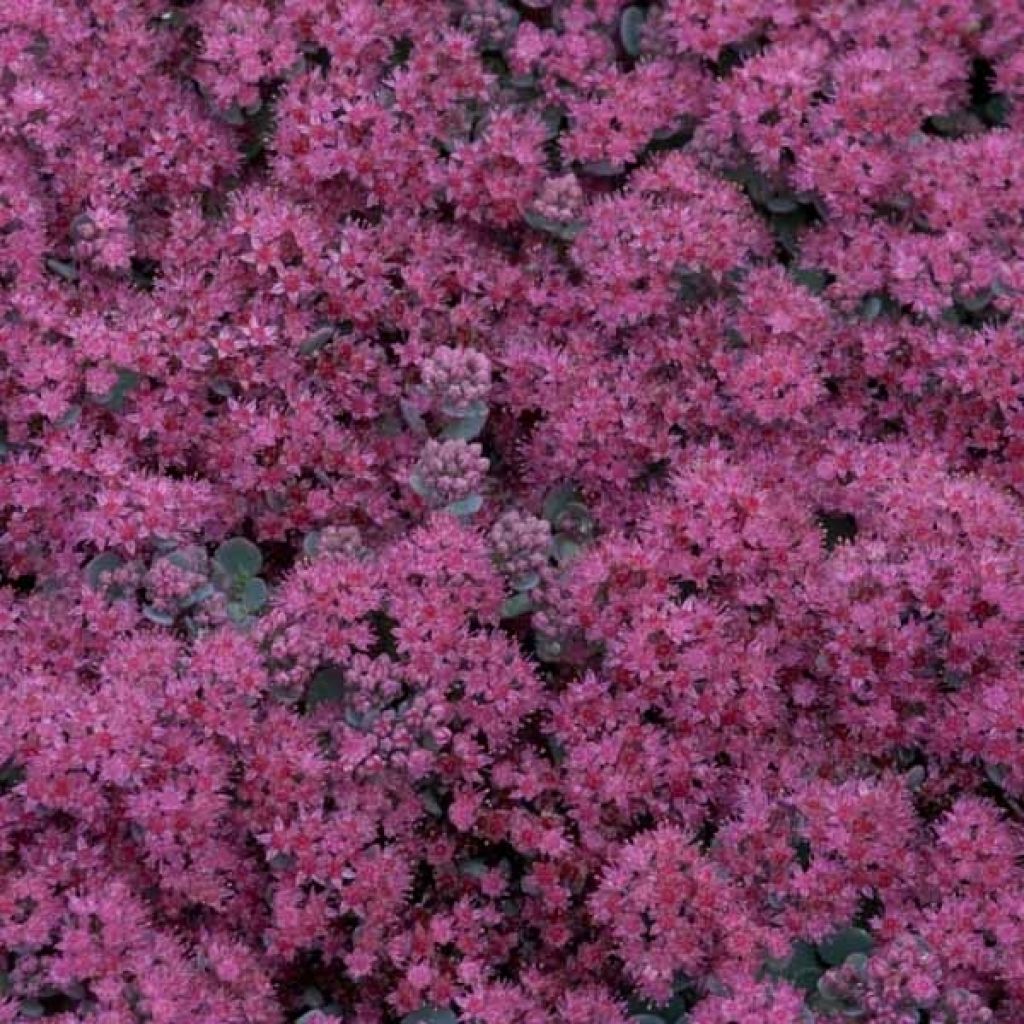 Sedum cauticola Lidakense - Stonecrop