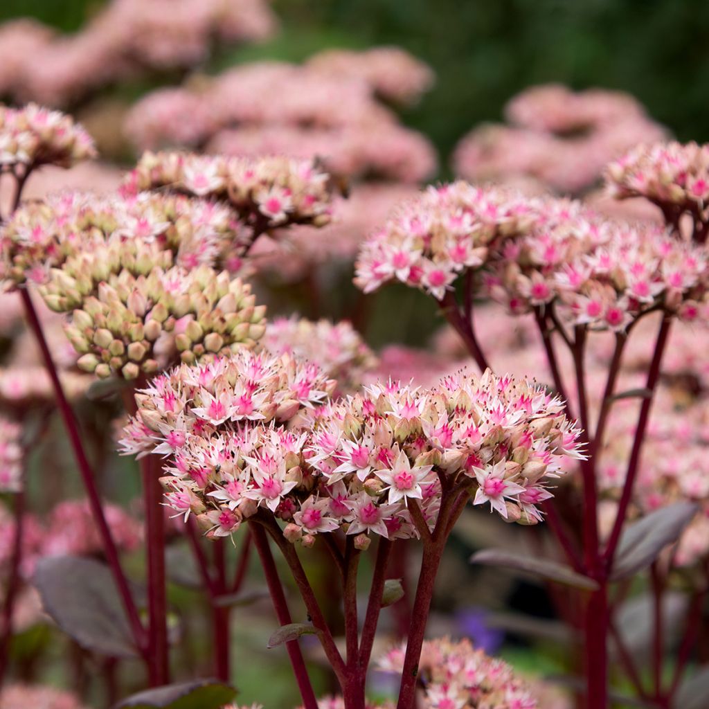 Sedum Matrona - Autumn Stonecrop