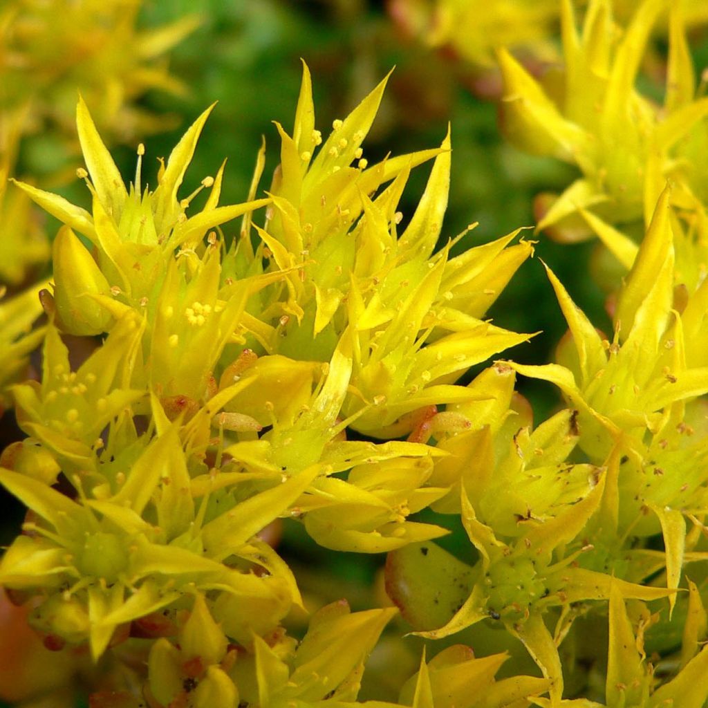 Sedum oreganum - Stonecrop