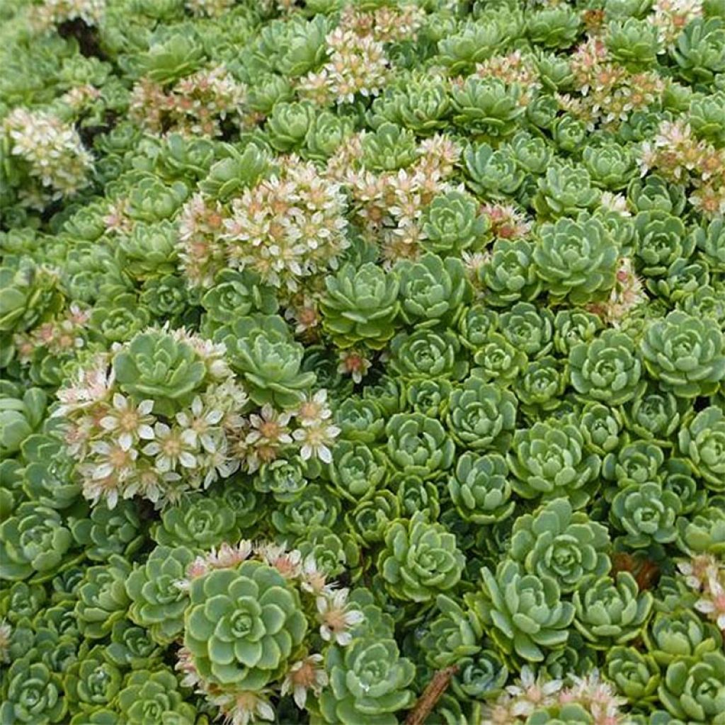 Sedum pachyclados - Stonecrop