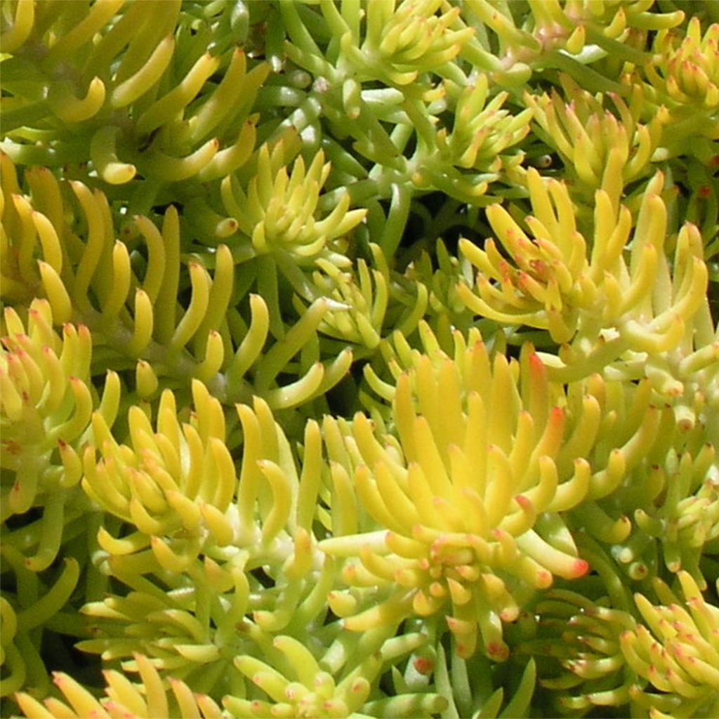Sedum reflexum Angelina - Stonecrop