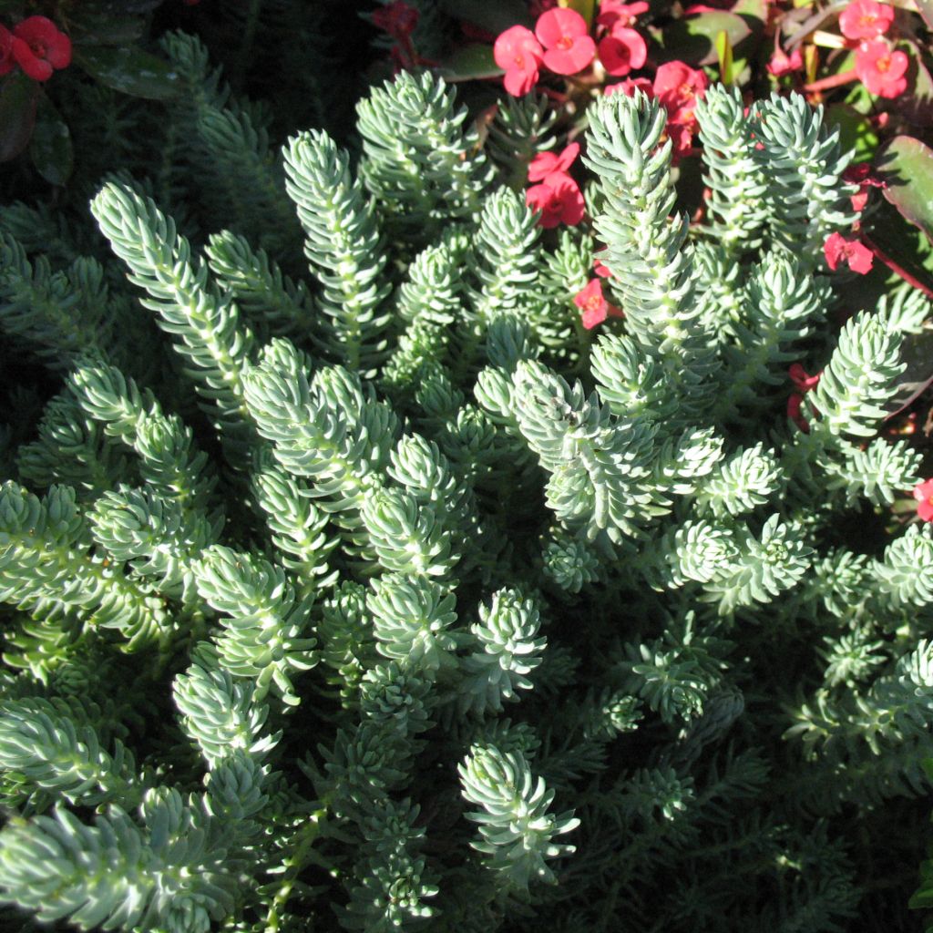 Sedum reflexum Blue Spruce - Stonecrop