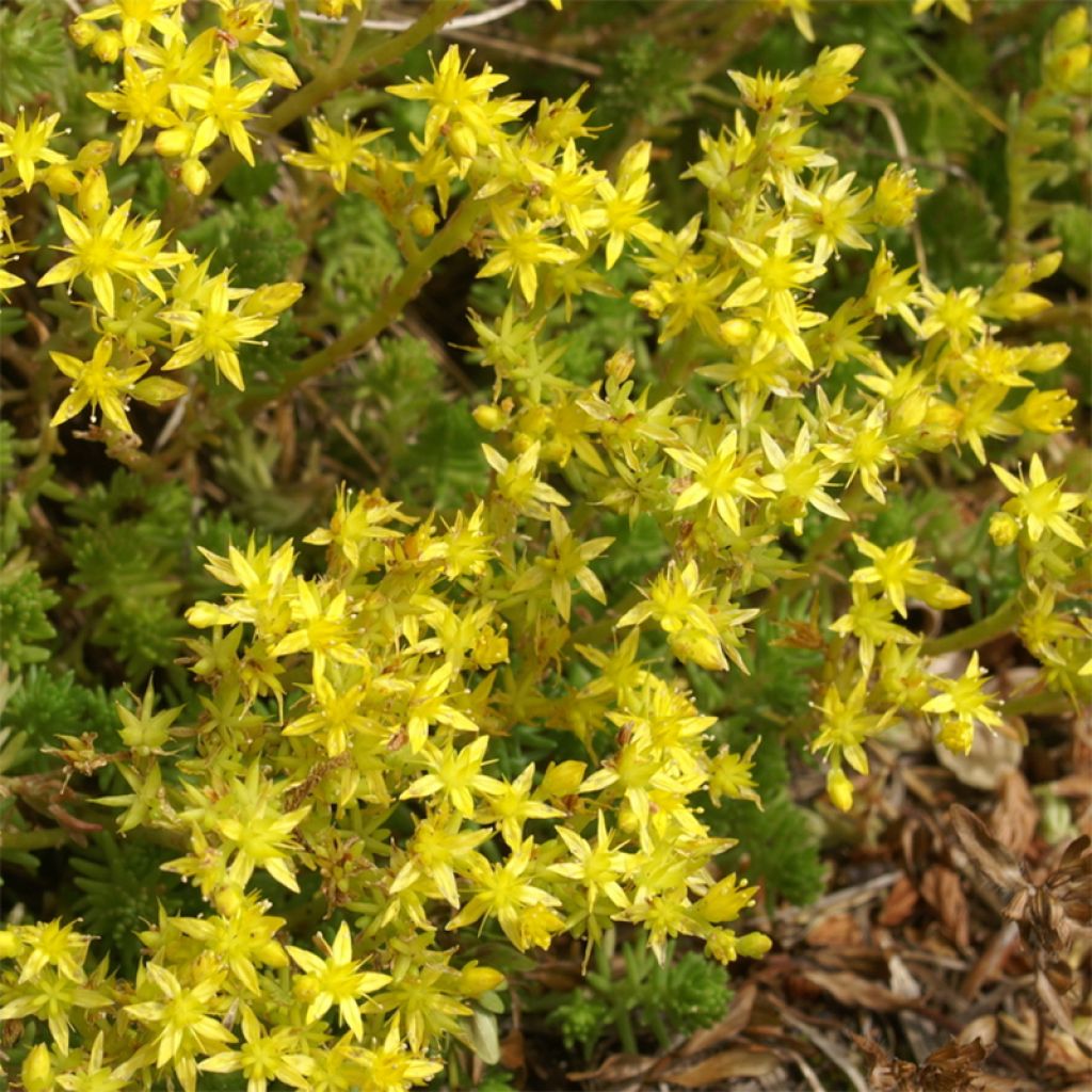 Sedum sexangulare - Stonecrop