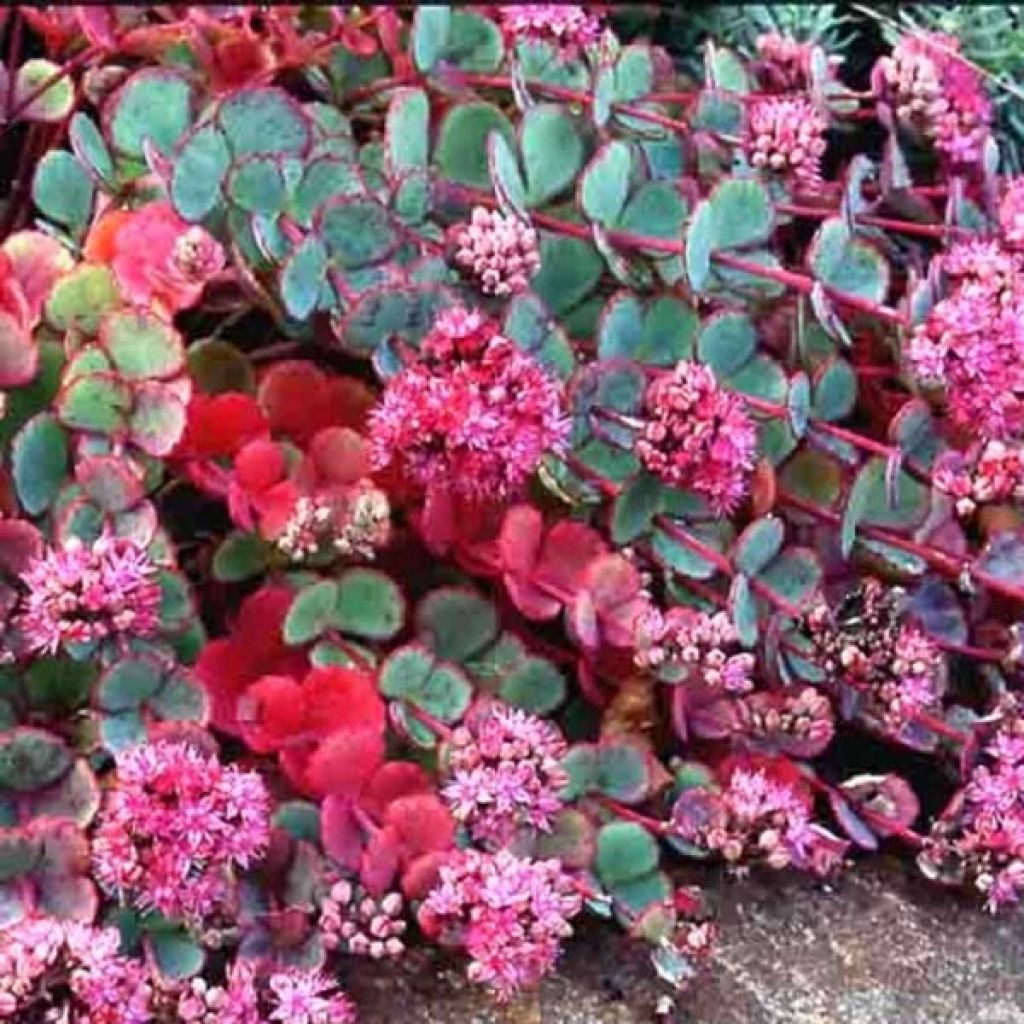 Sedum sieboldii - Stonecrop