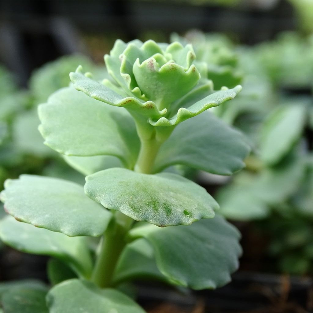 Sedum sieboldii - Stonecrop
