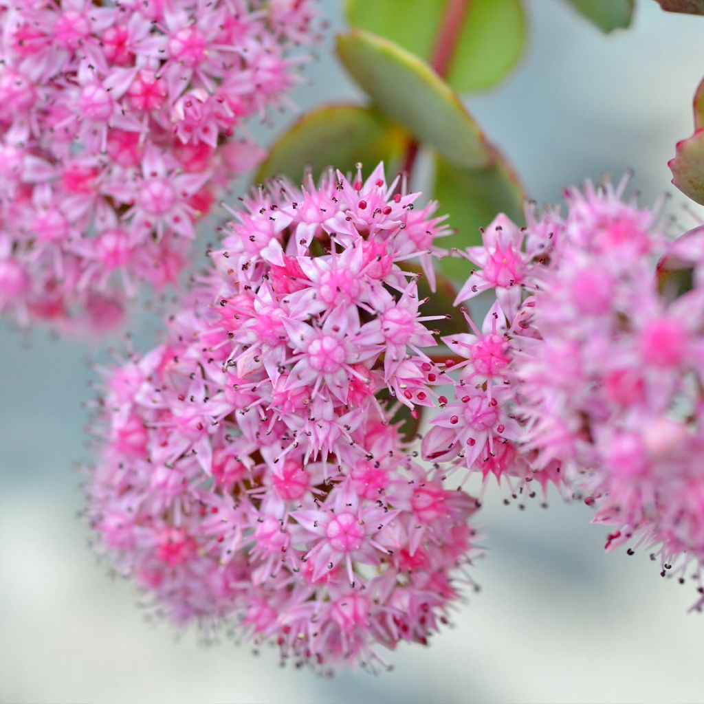 Sedum sieboldii - Stonecrop