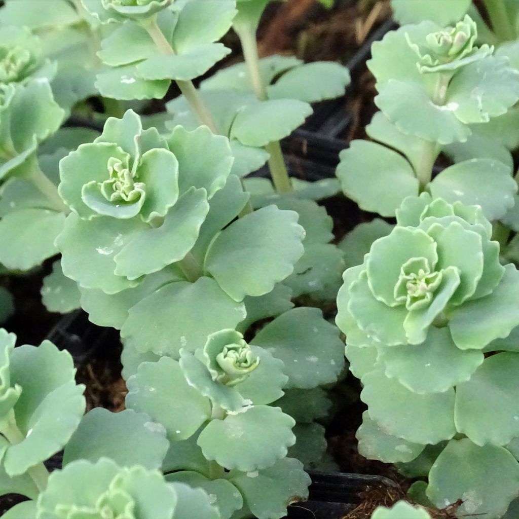 Sedum sieboldii - Stonecrop