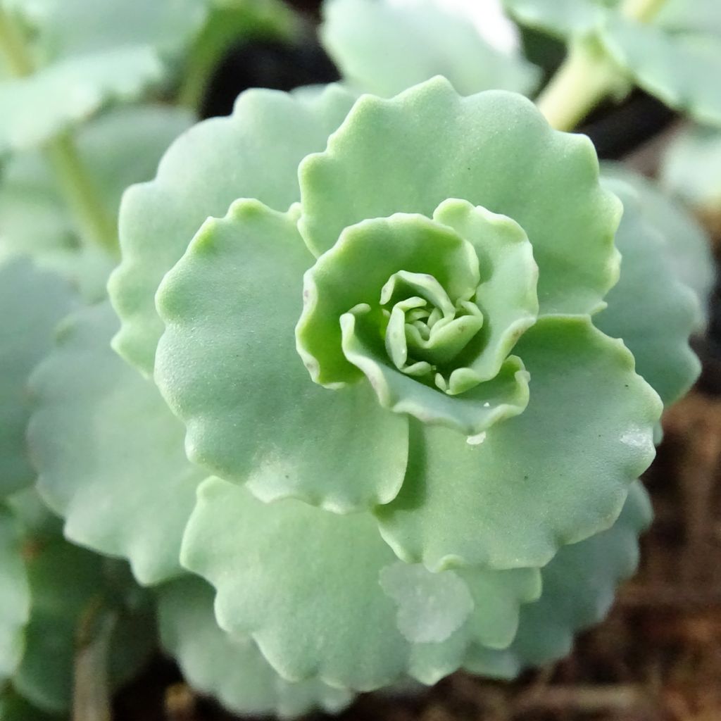 Sedum sieboldii - Stonecrop