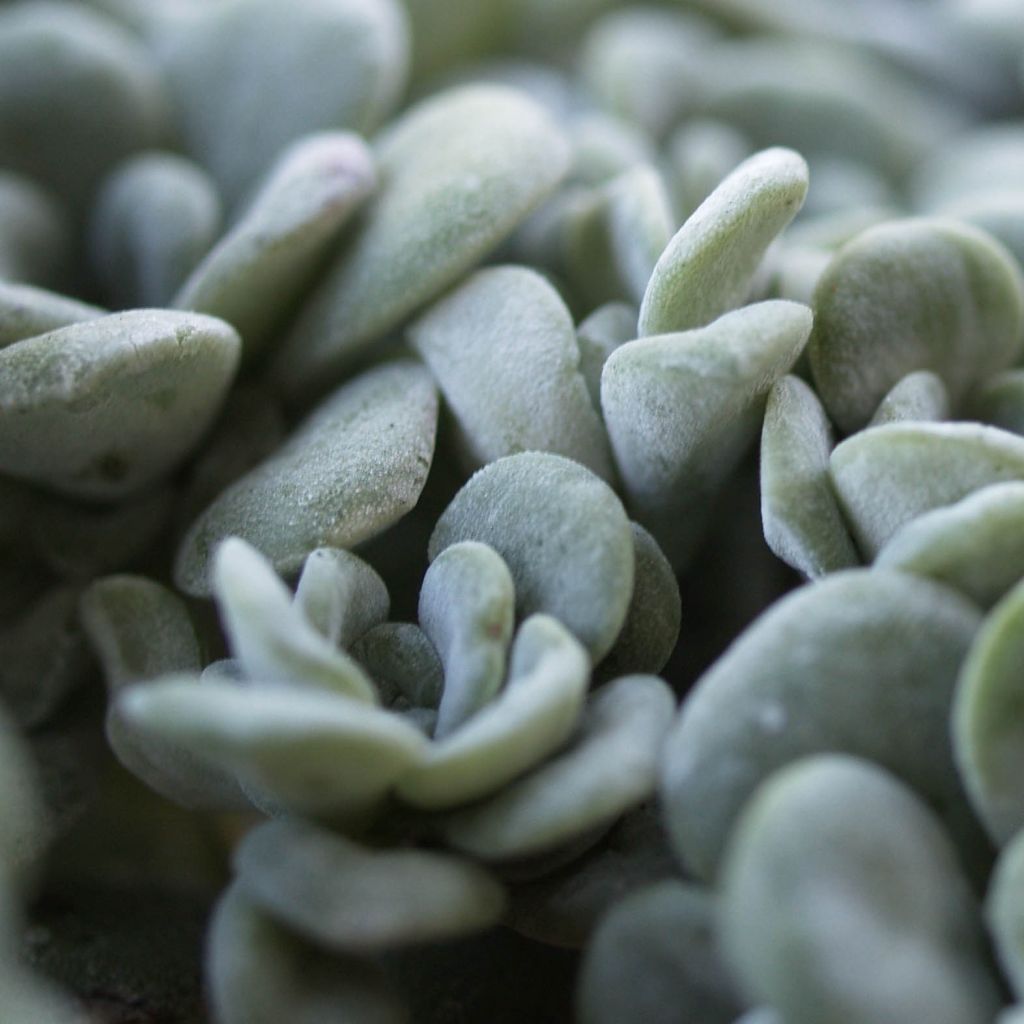 Sedum spathulifolium Cape Blanco - Stonecrop