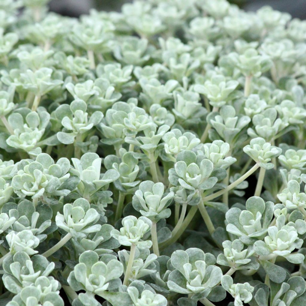 Sedum spathulifolium Cape Blanco - Stonecrop
