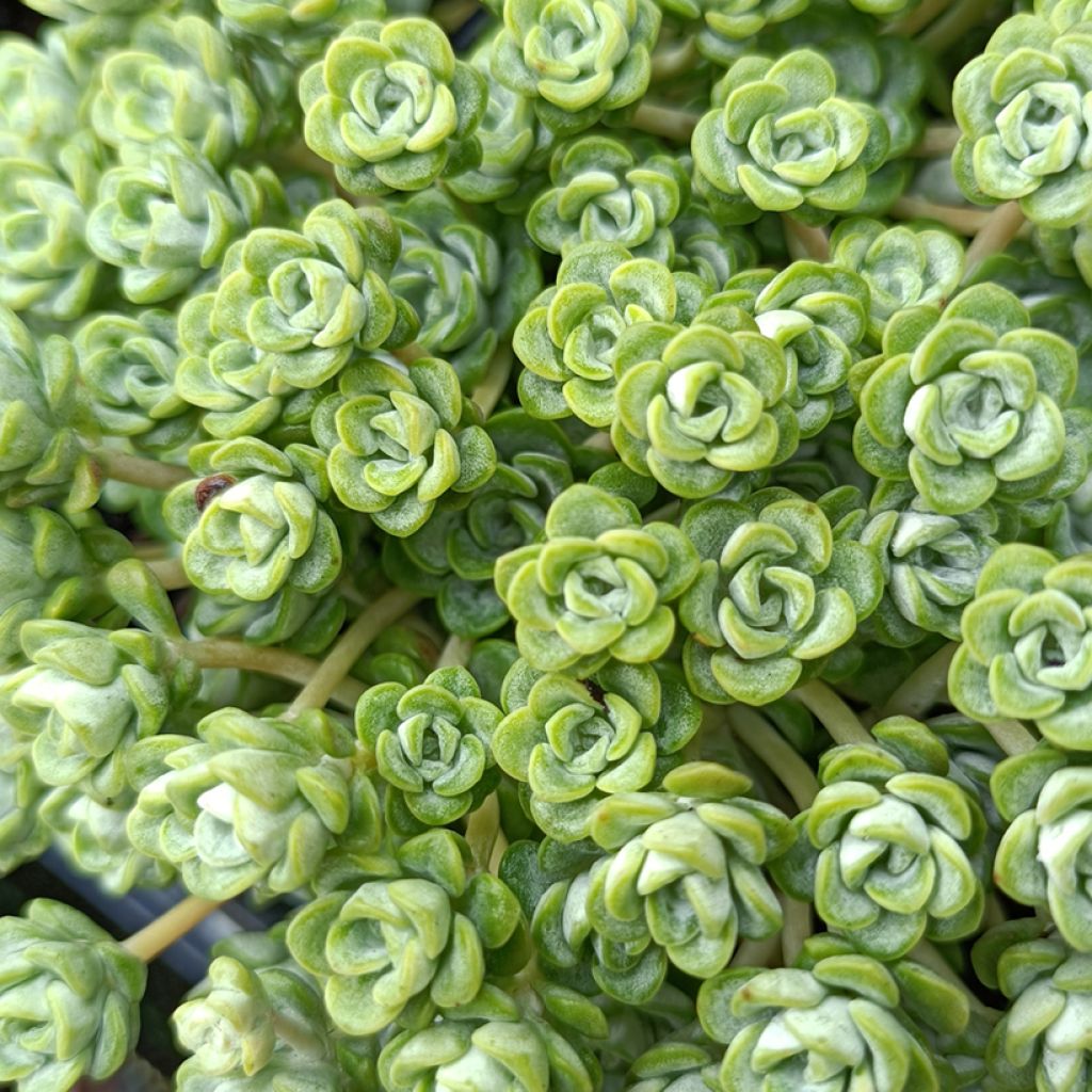 Sedum spathulifolium Cape Blanco - Stonecrop
