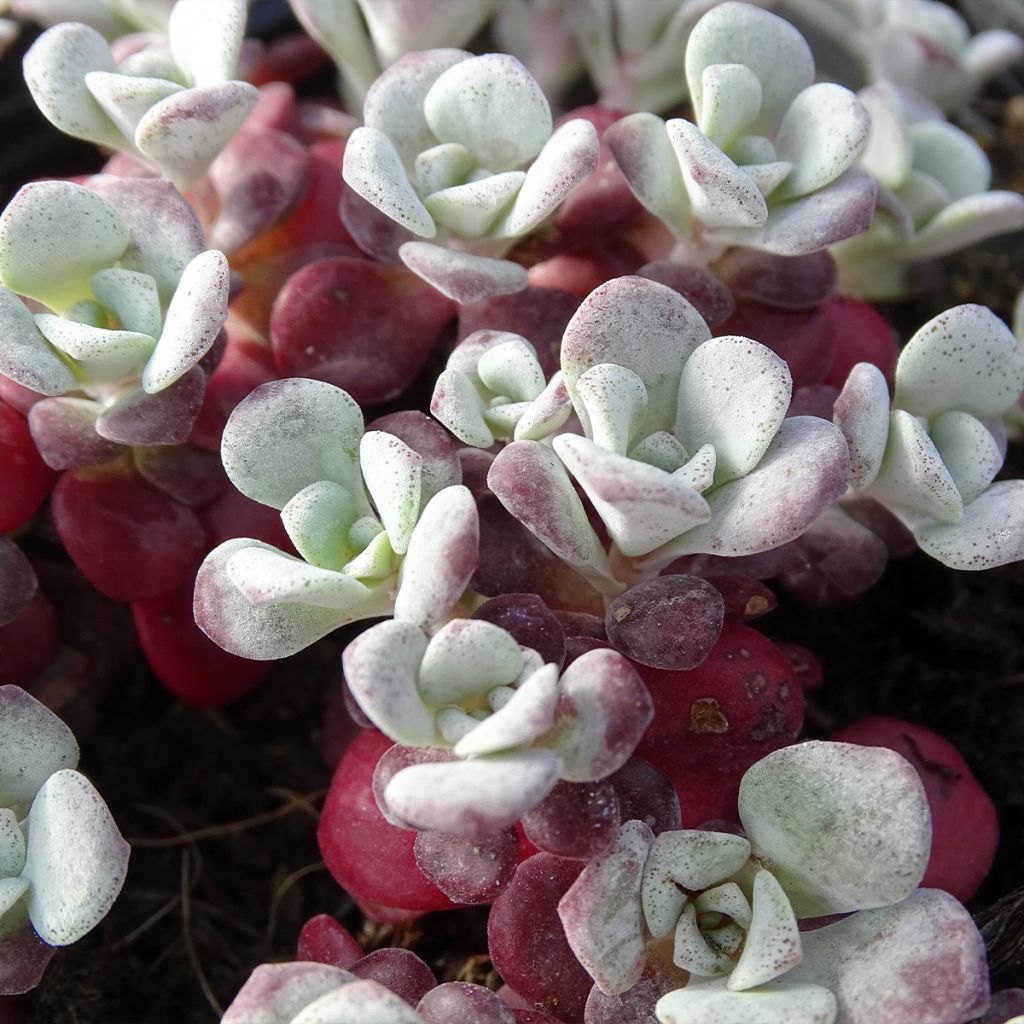 Sedum spathulifolium Purpureum - Stonecrop