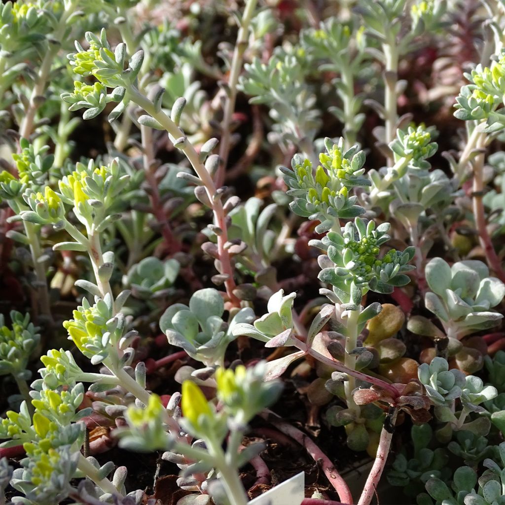 Sedum spathulifolium Purpureum - Stonecrop