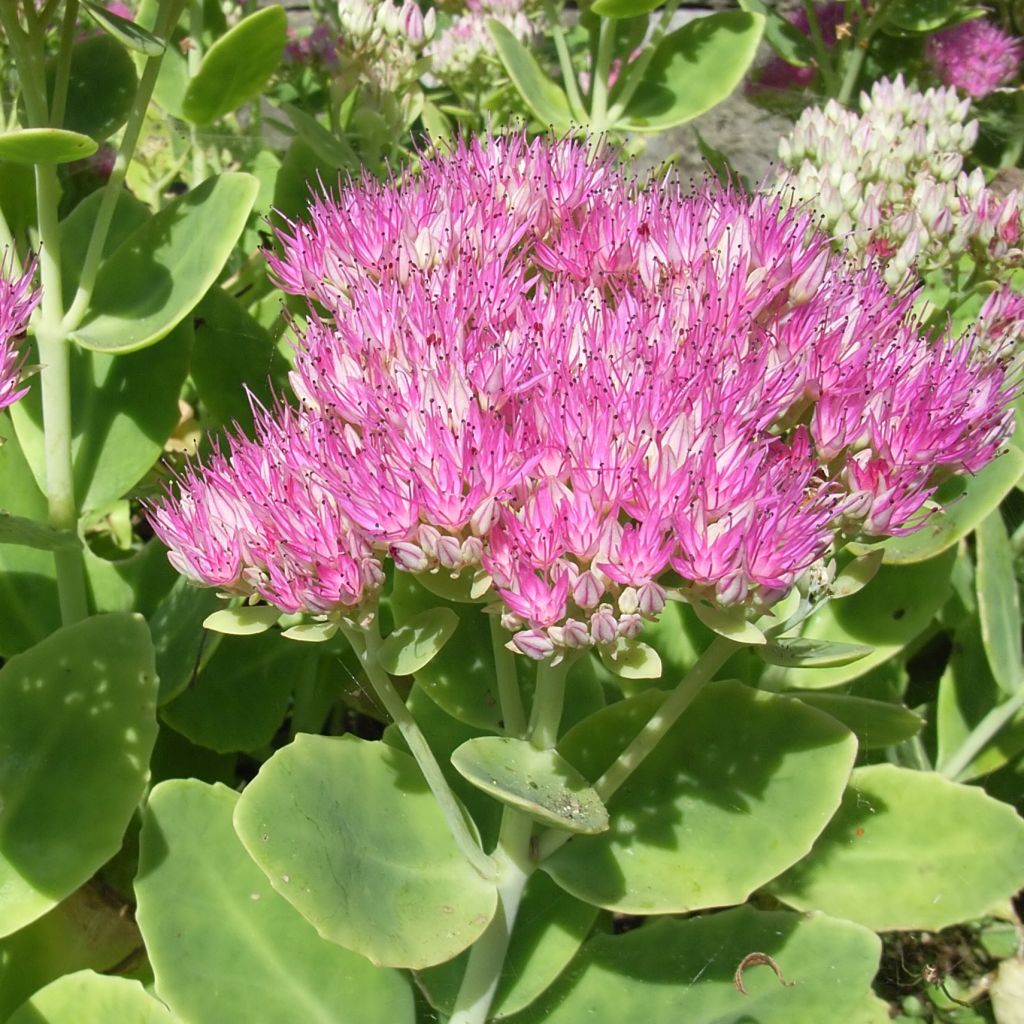 Sedum spectabile Carmen - Autumn Stonecrop