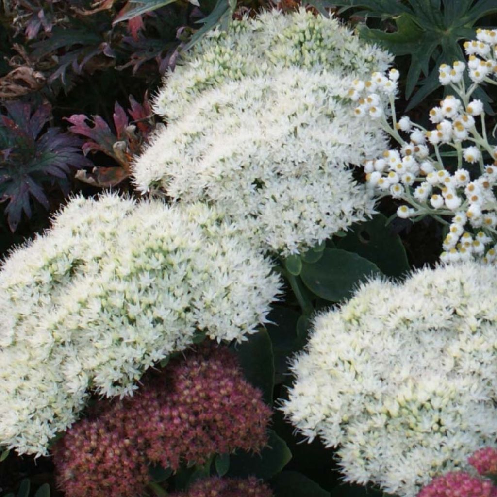 Sedum spectabile Stardust - Autumn Stonecrop