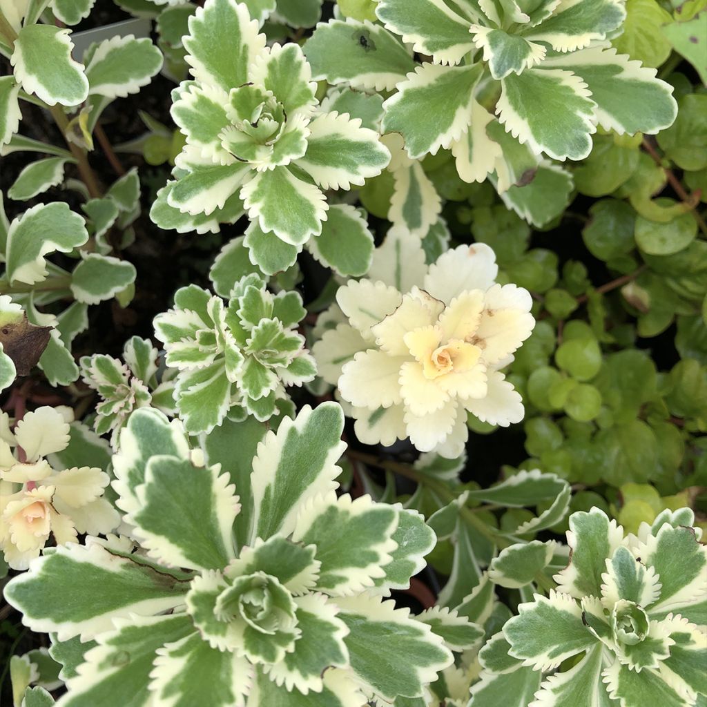 Sedum takesimense Atlantis - Stonecrop