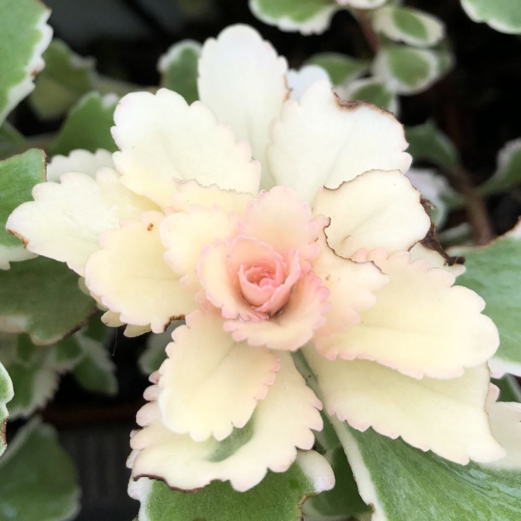 Sedum takesimense Atlantis - Stonecrop