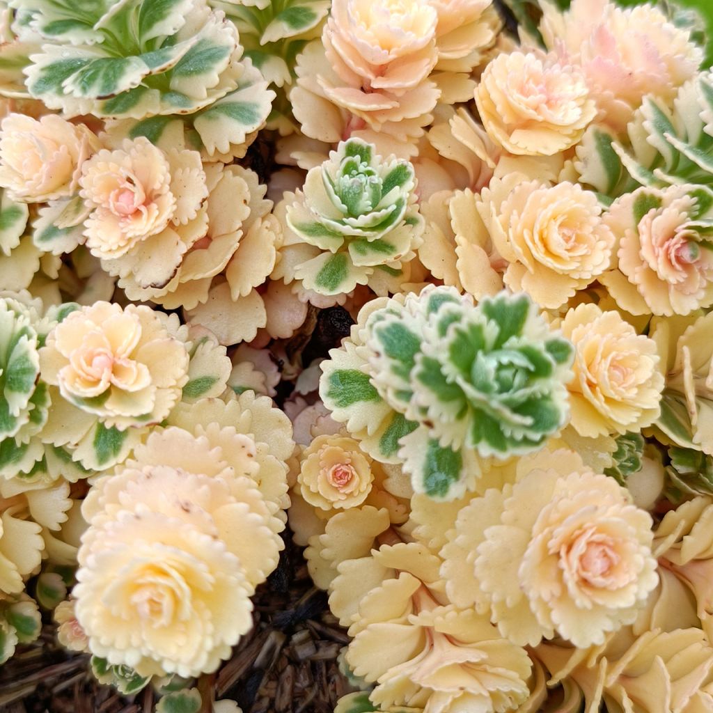Sedum takesimense Atlantis - Stonecrop