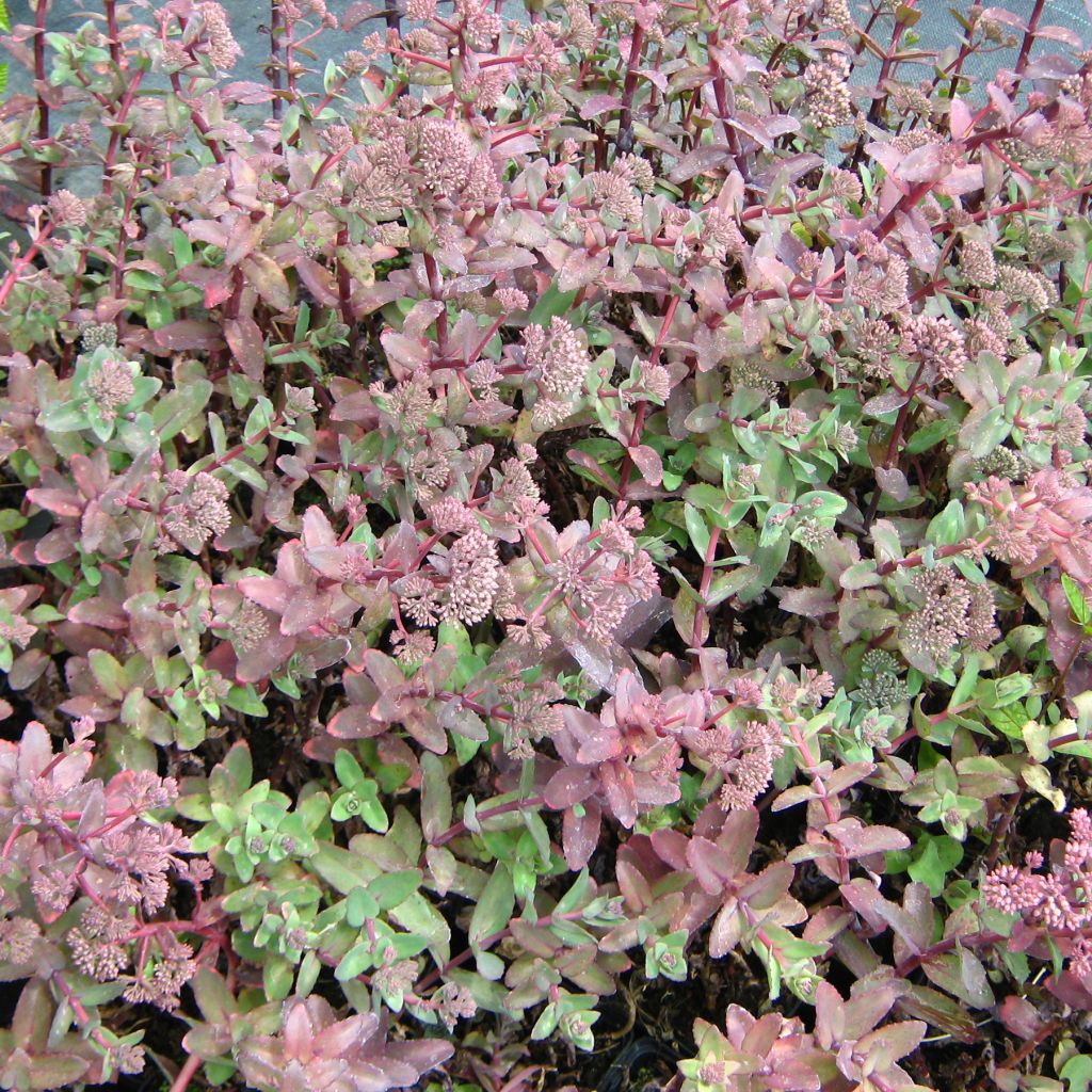Sedum telephium El Cid - Autumn Stonecrop