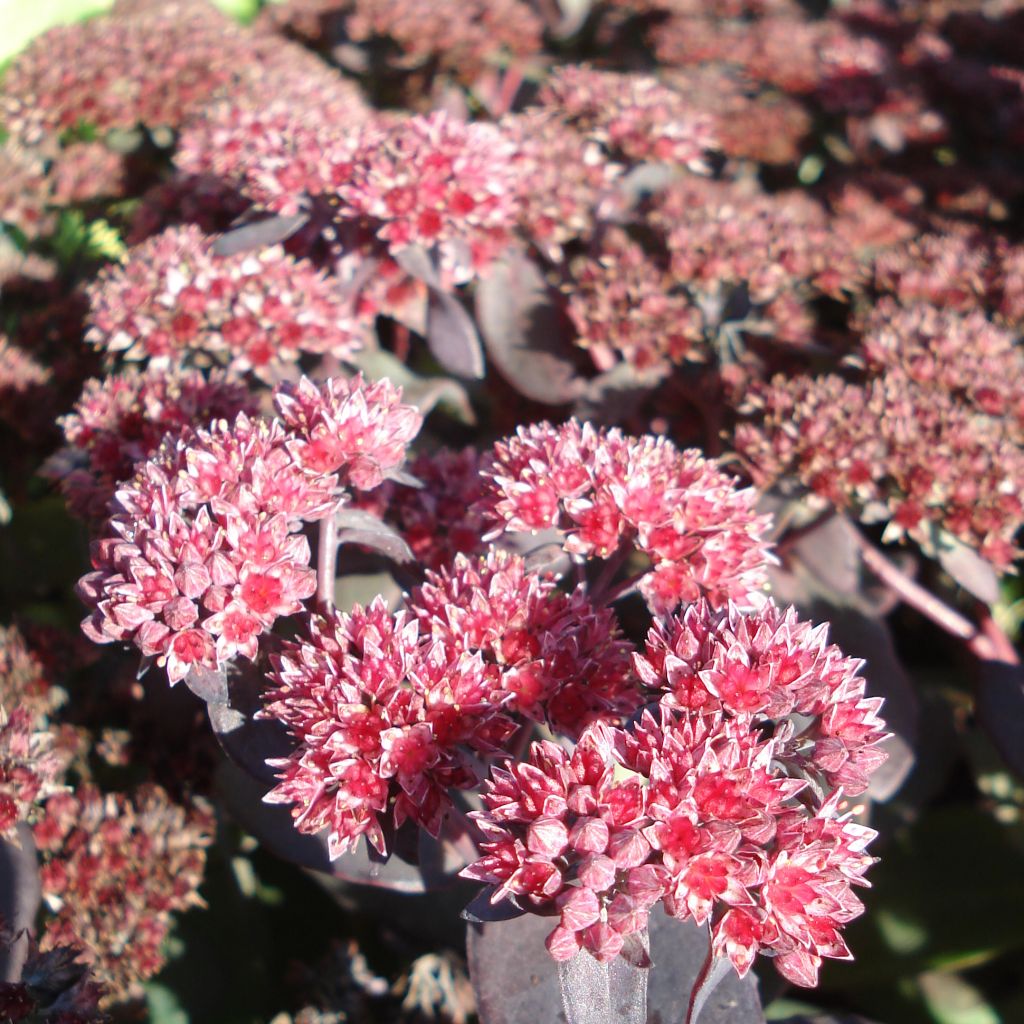 Sedum telephium El Cid - Autumn Stonecrop