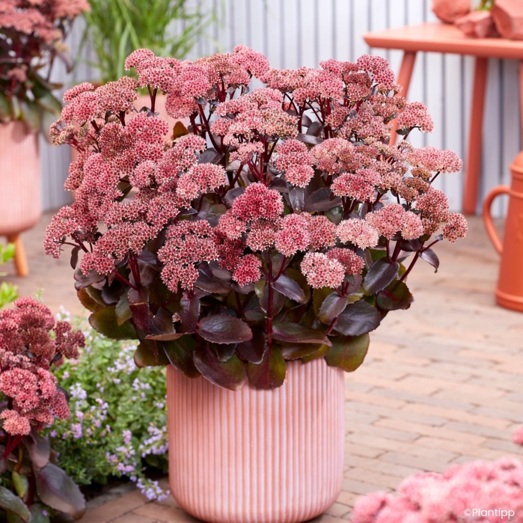 Sedum Black Knight - Autumn Stonecrop