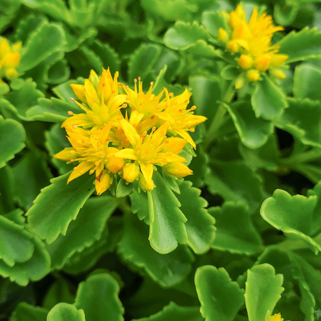 Sedum kamtschaticum - Stonecrop