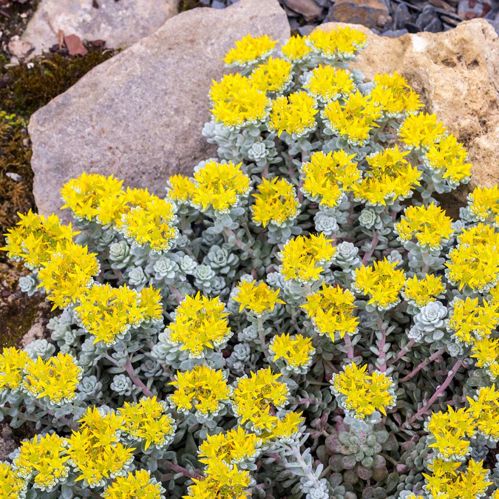 Sedum spathulifolium Cape Blanco - Stonecrop