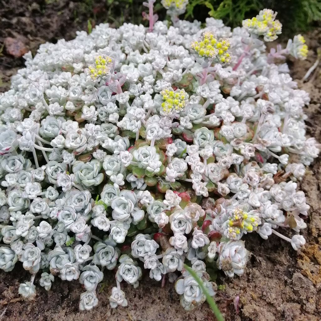 Sedum spathulifolium Cape Blanco - Stonecrop