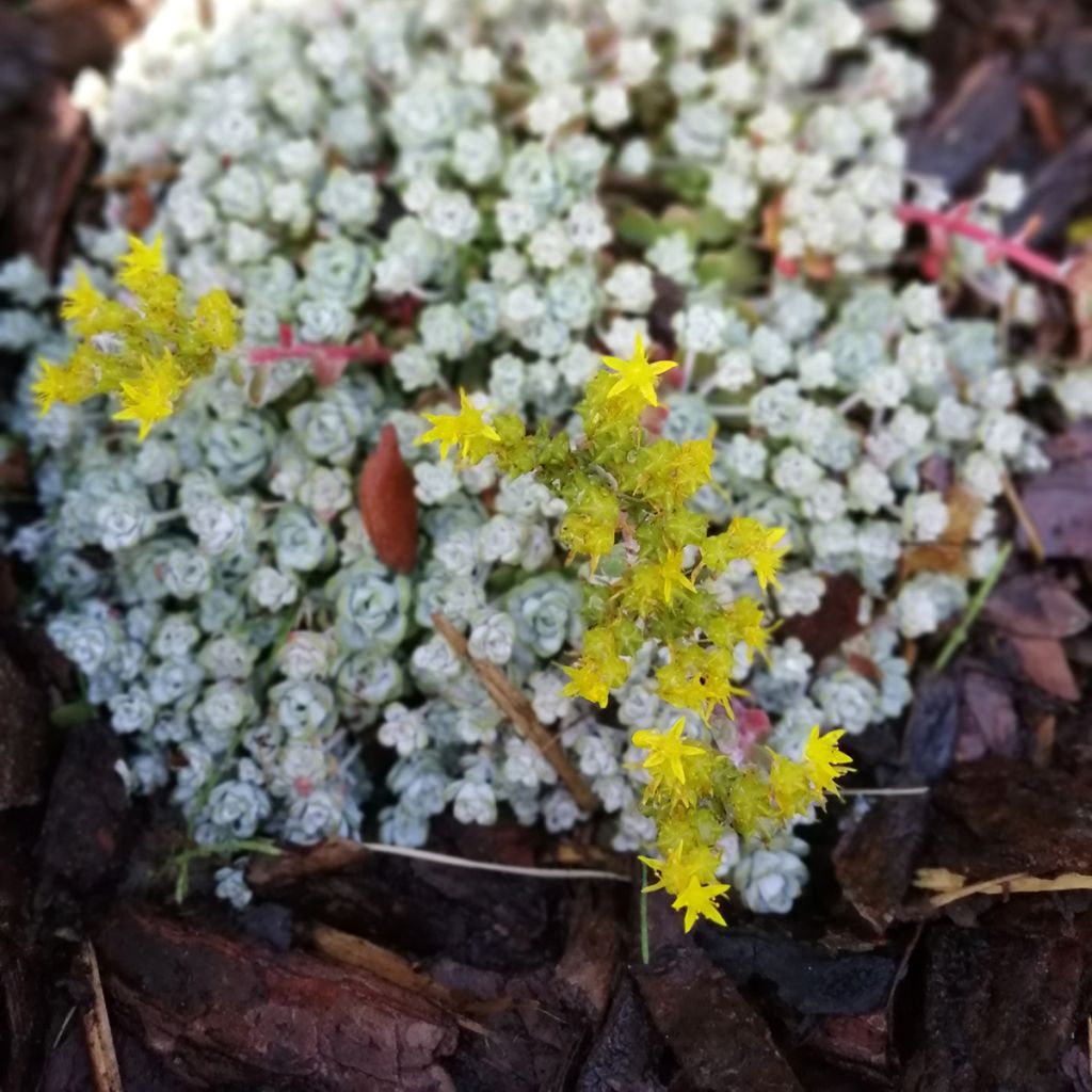 Sedum spathulifolium Cape Blanco - Stonecrop