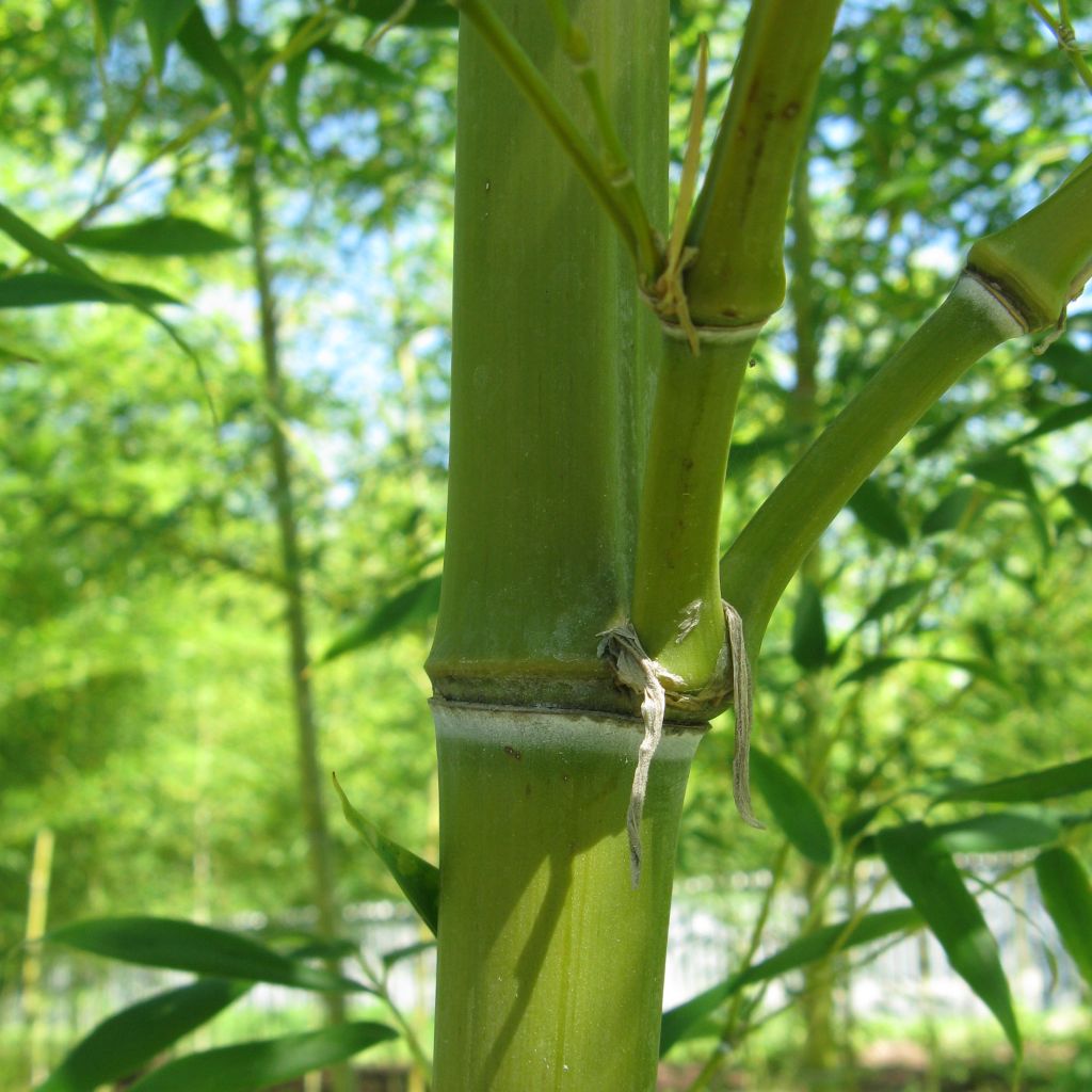 Semiarundinaria fastuosa var. viridis