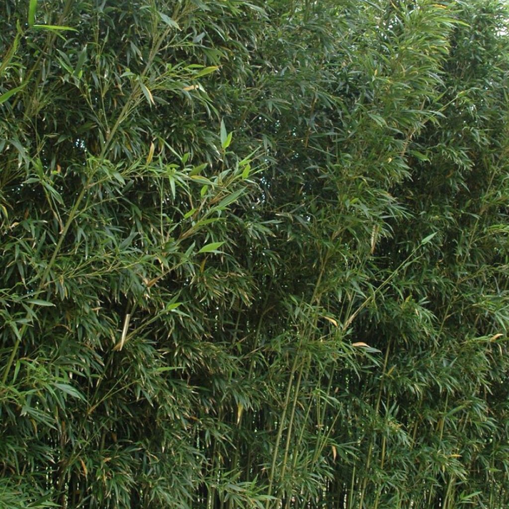 Semiarundinaria fastuosa var. viridis