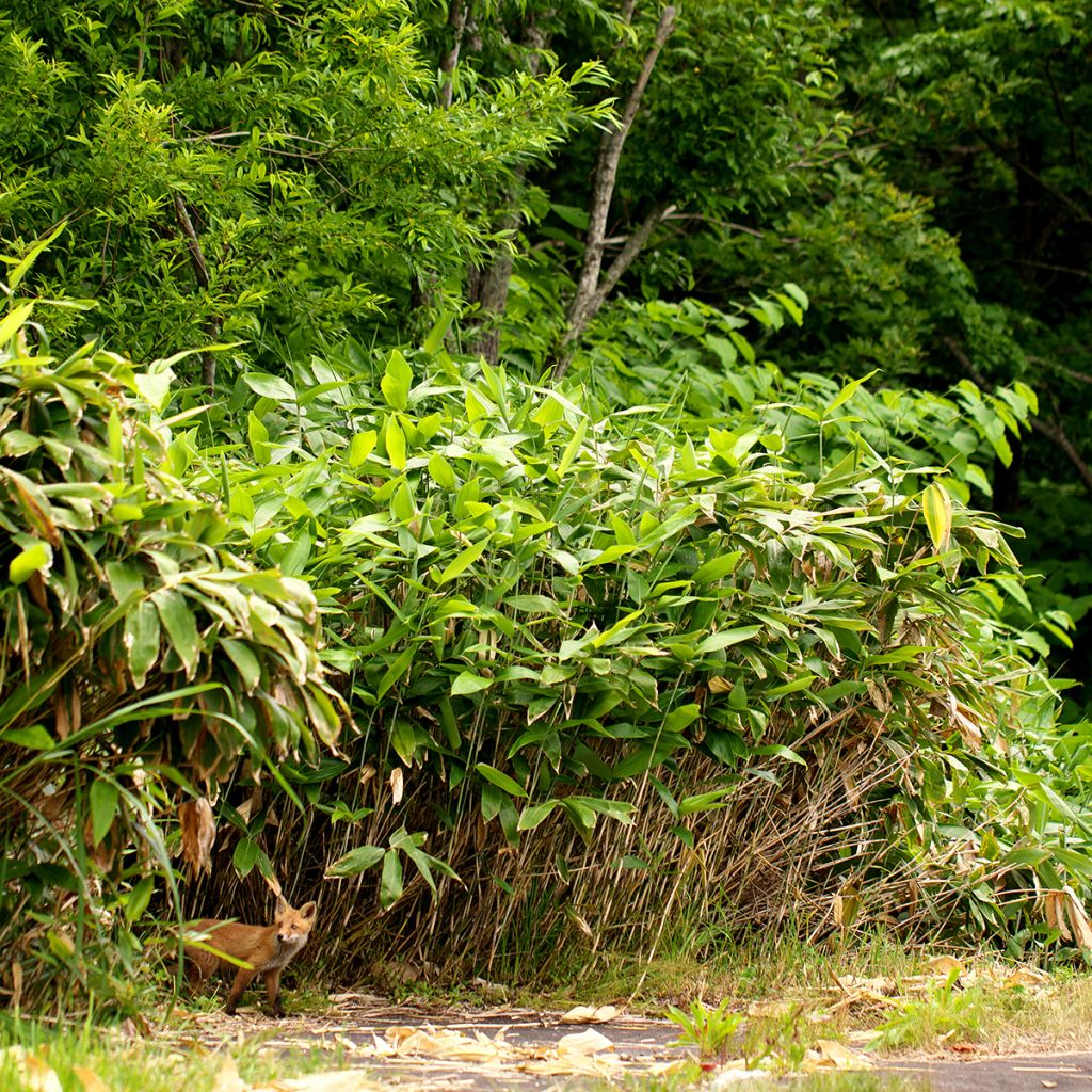 Semiarundinaria yashadake f. kimmei